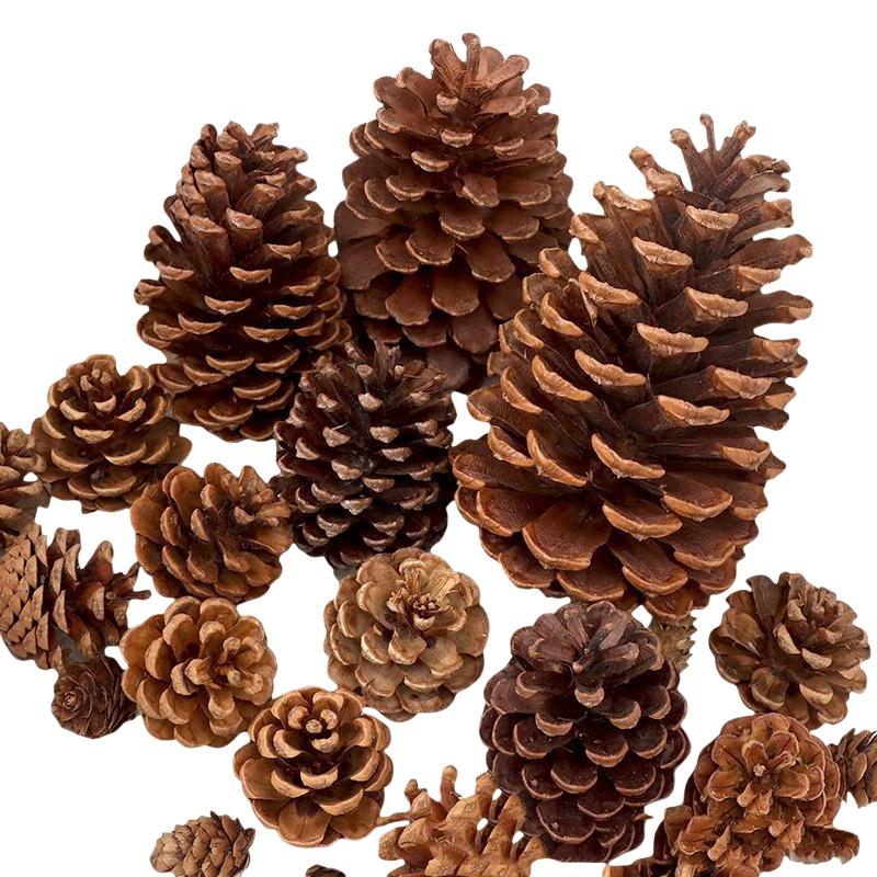 Pigne Naturali Essiccate 5/10/ - Dried Flower Bulk recensione e prezzo
