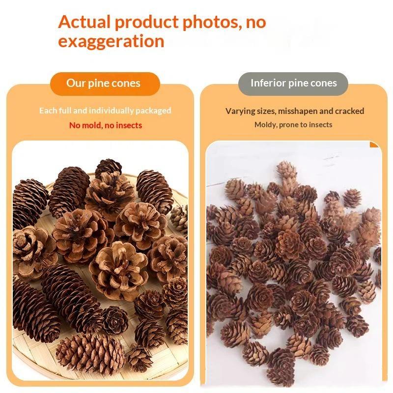 Pigne Naturali Essiccate 5/10/ - Dried Flower Bulk recensione e prezzo